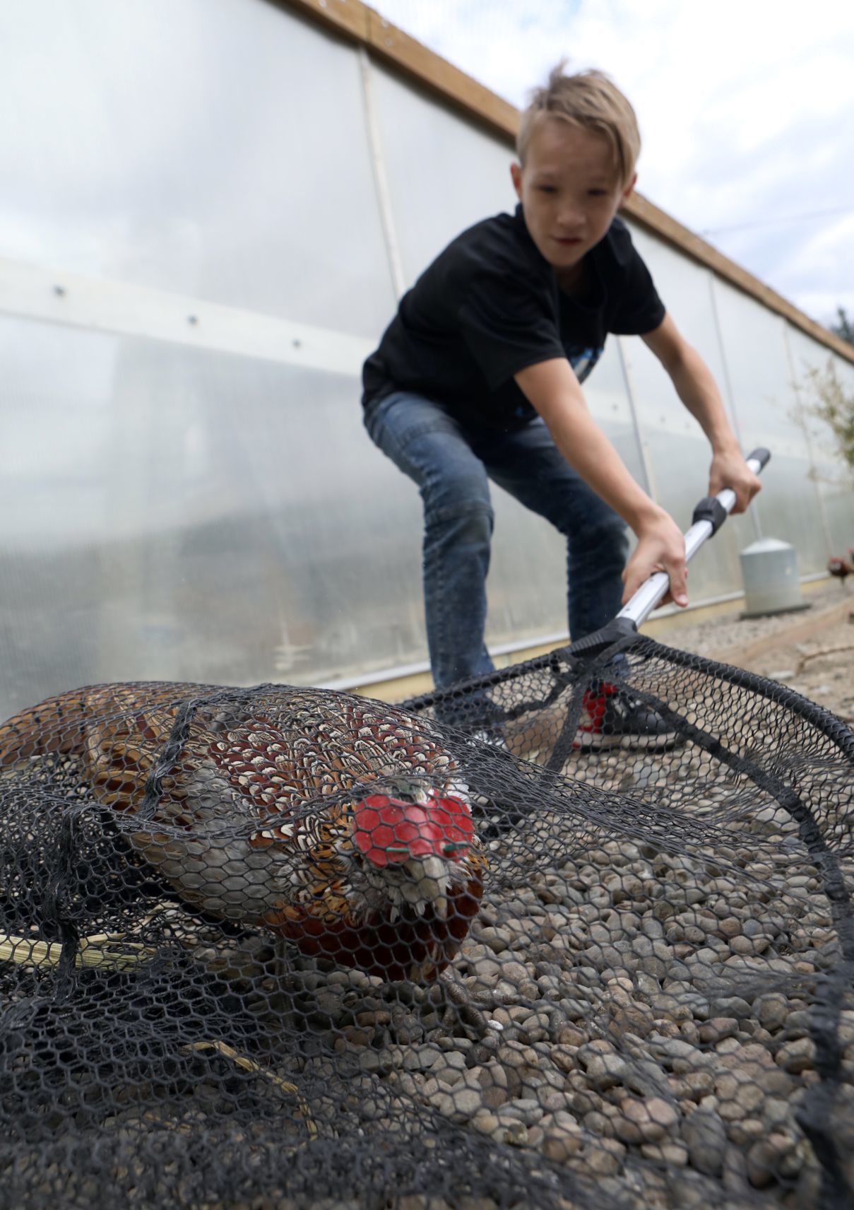 Boys & Girls Ranch releases pheasants into the wild